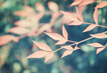 NBA球员因伤缺席几场比赛：伤病如何改变赛季节奏与球迷情绪